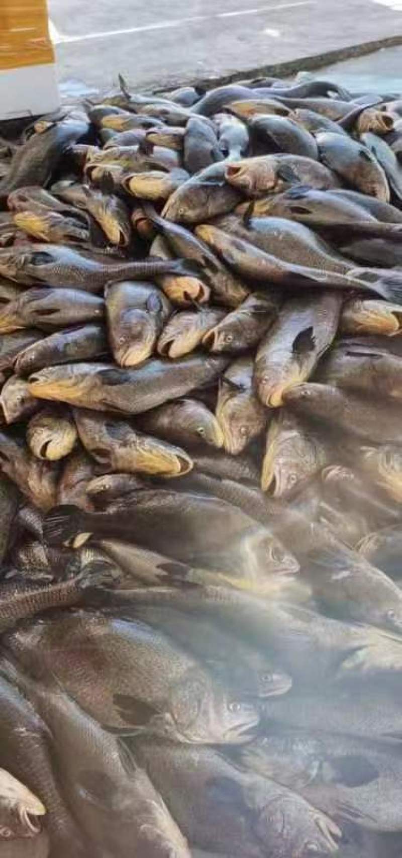 新鲜鳘魚胶，当天杀鱼取胶当天发货，每个重1.5一1.8两