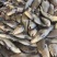 新鲜鳘魚胶，当天杀鱼取胶当天发货，每个重1.5一1.8两