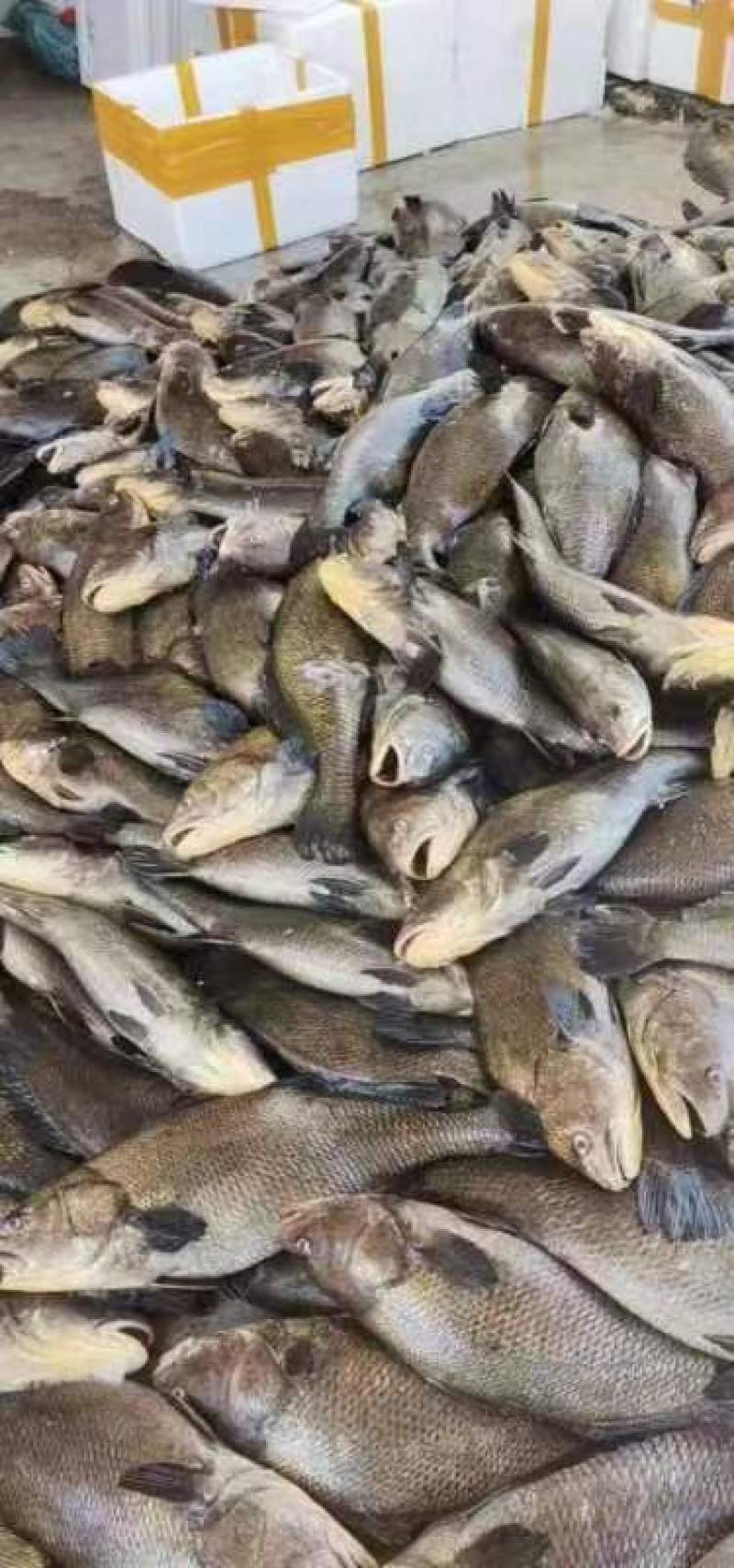 新鲜鳘魚胶，当天杀鱼取胶当天发货，每个重1.5一1.8两