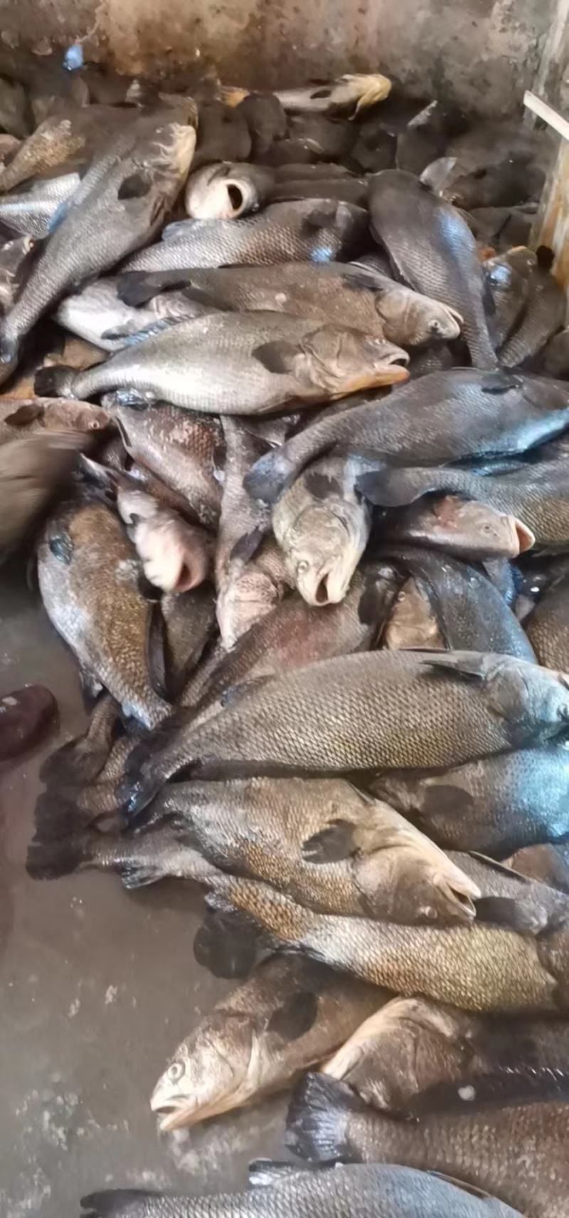 新鲜鳘魚胶，当天杀鱼取胶当天发货，每个重1.5一1.8两