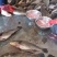 新鲜鳘魚胶，当天杀鱼取胶当天发货，每个重1.5一1.8两