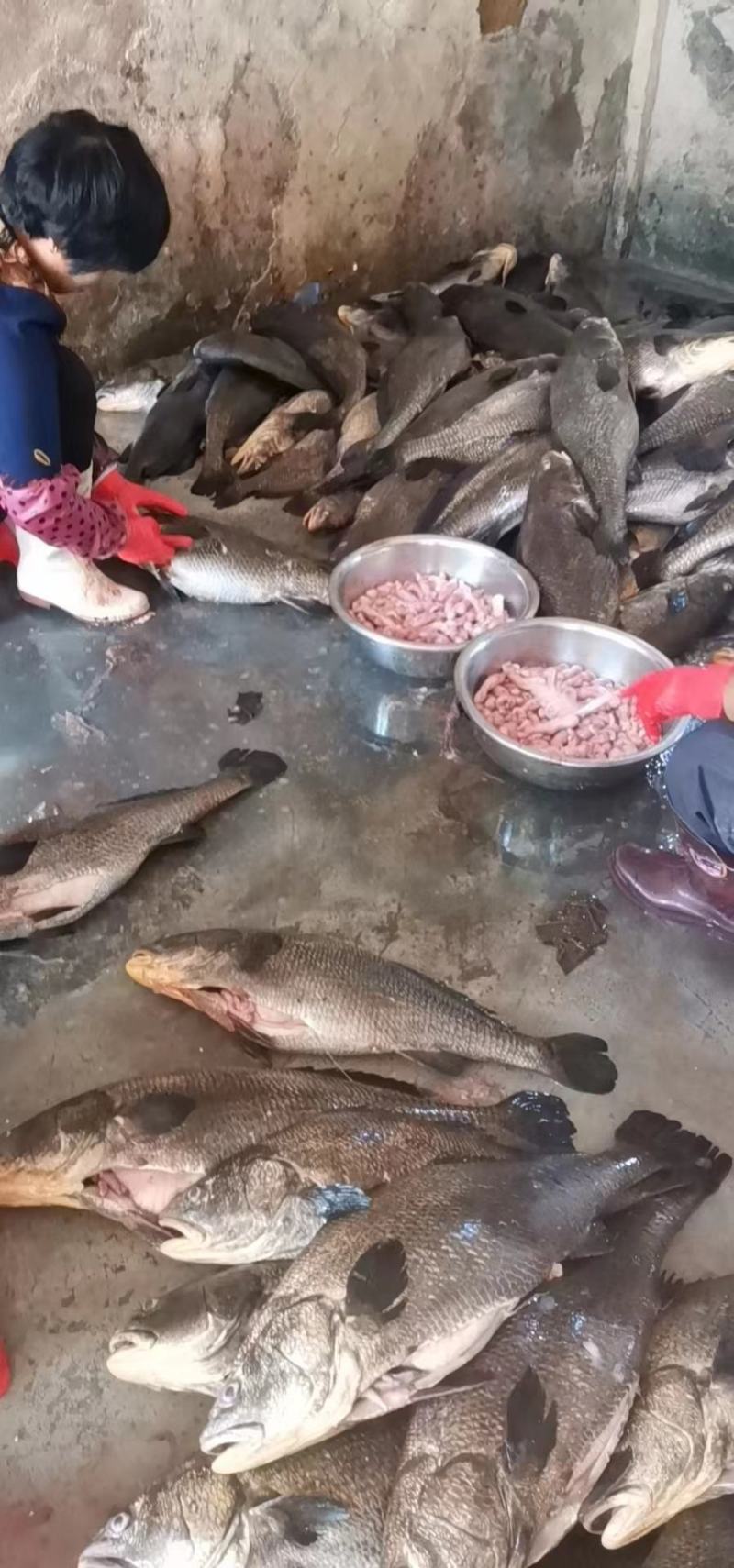 新鲜鳘魚胶，当天杀鱼取胶当天发货，每个重1.5一1.8两