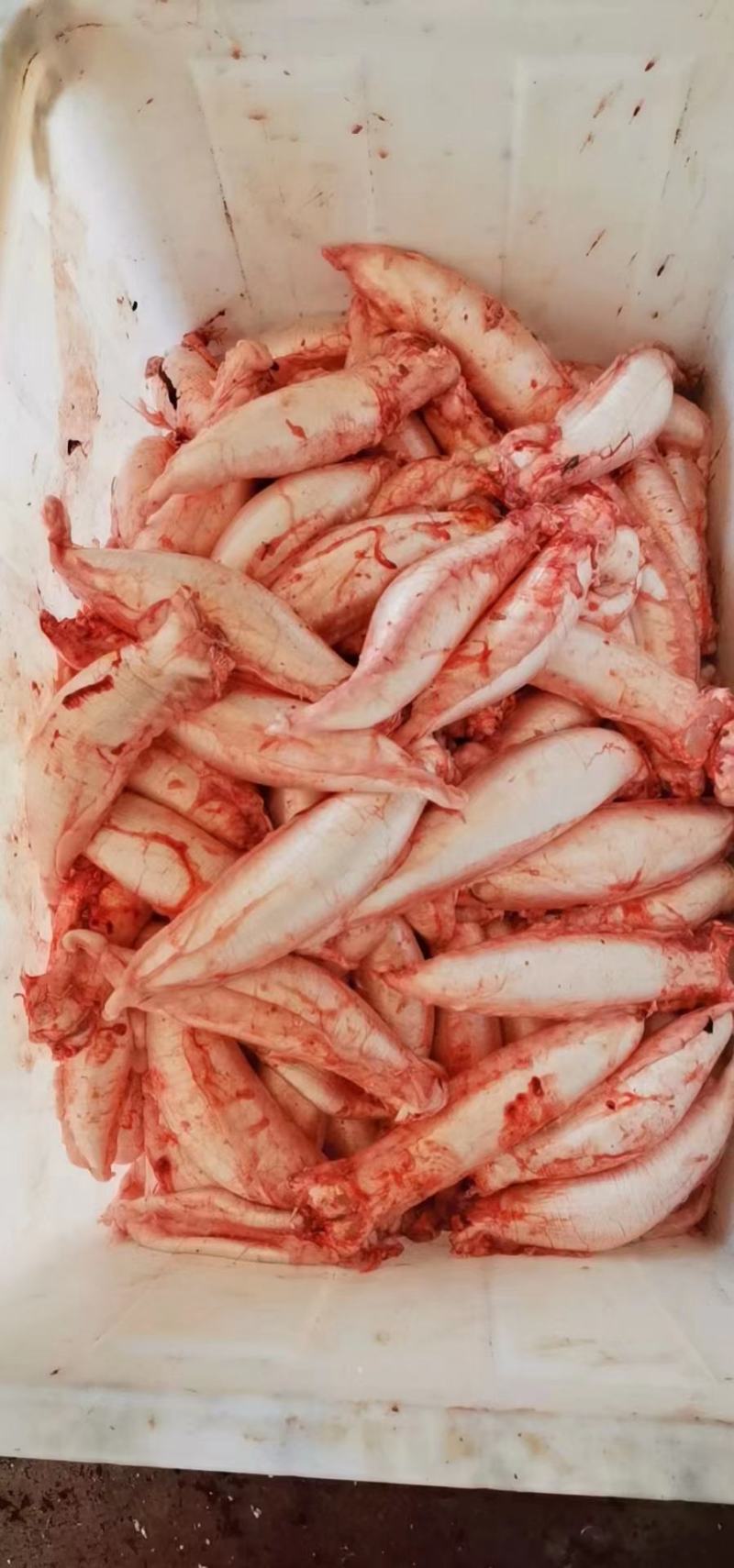 新鲜鳘魚胶，当天杀鱼取胶当天发货，每个重1.5一1.8两
