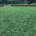 绿化草皮种植批发承接大小绿化工程，有十多年种植经验