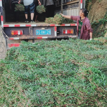绿化草皮种植批发承接大小绿化工程，有十多年种植经验