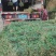 绿化草皮种植批发承接大小绿化工程，有十多年种植经验