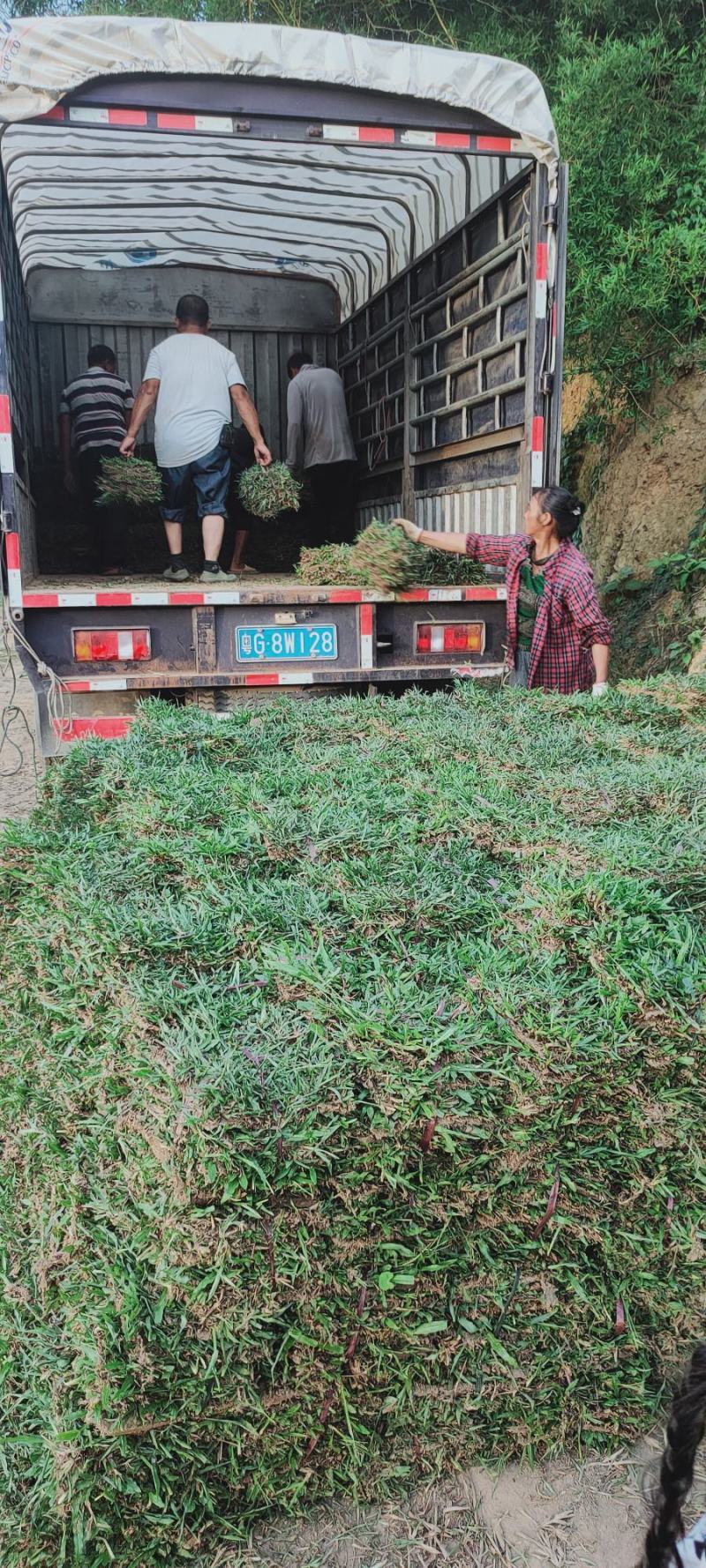 绿化草皮种植批发承接大小绿化工程，有十多年种植经验