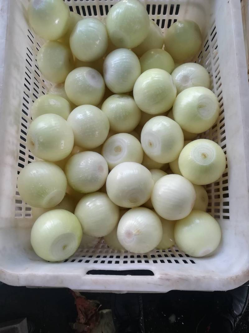 洋葱土豆红薯西瓜其他蔬菜水销售出口帮到全国商家