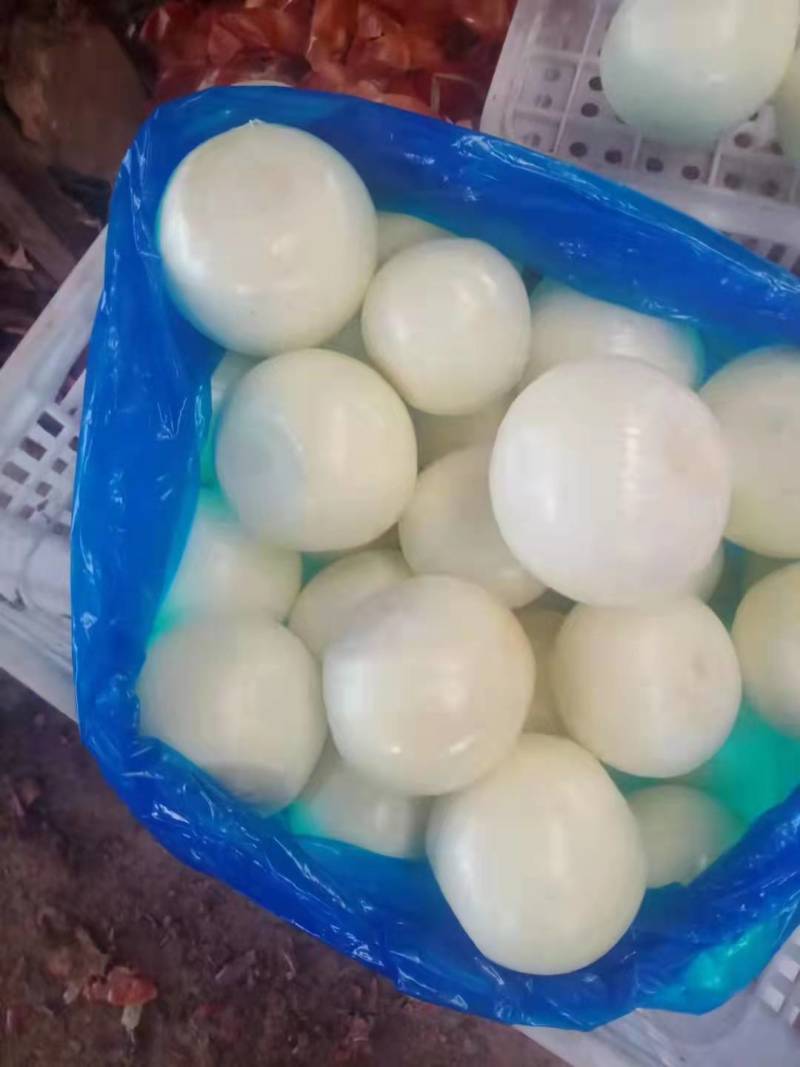 洋葱土豆红薯西瓜其他蔬菜水销售出口帮到全国商家