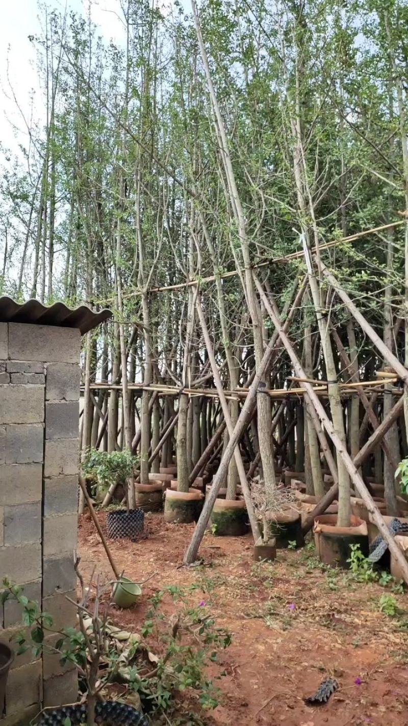 银杏树8-35分容器袋苗熟规格齐全需要的联系