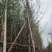 银杏树8-35分容器袋苗熟规格齐全需要的联系