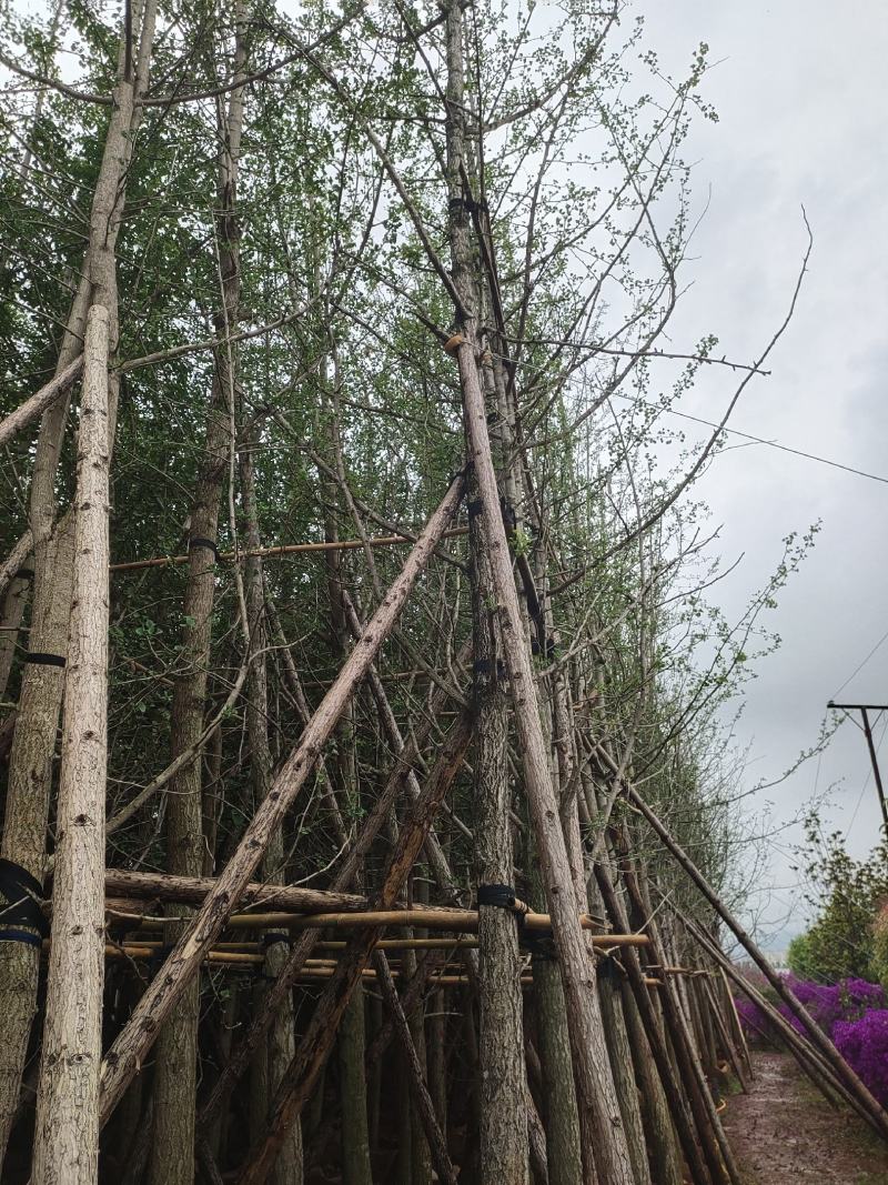 银杏树8-35分容器袋苗熟规格齐全需要的联系