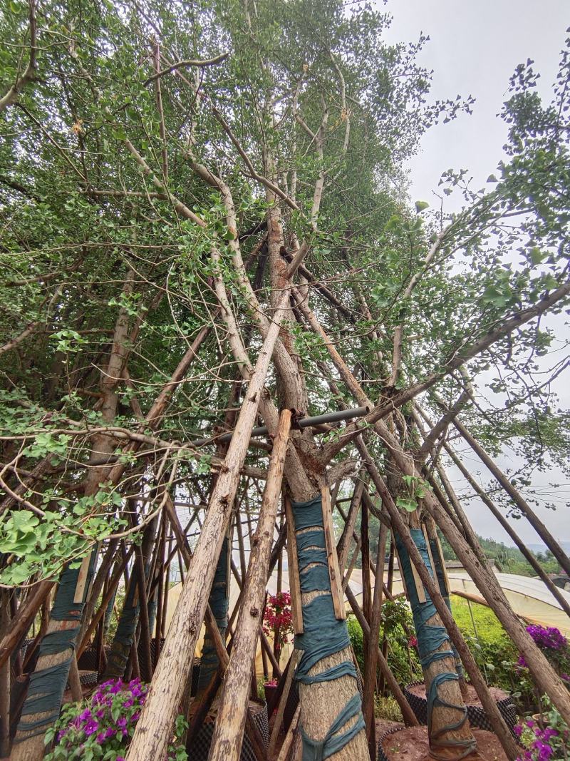 银杏树8-35分容器袋苗熟规格齐全需要的联系