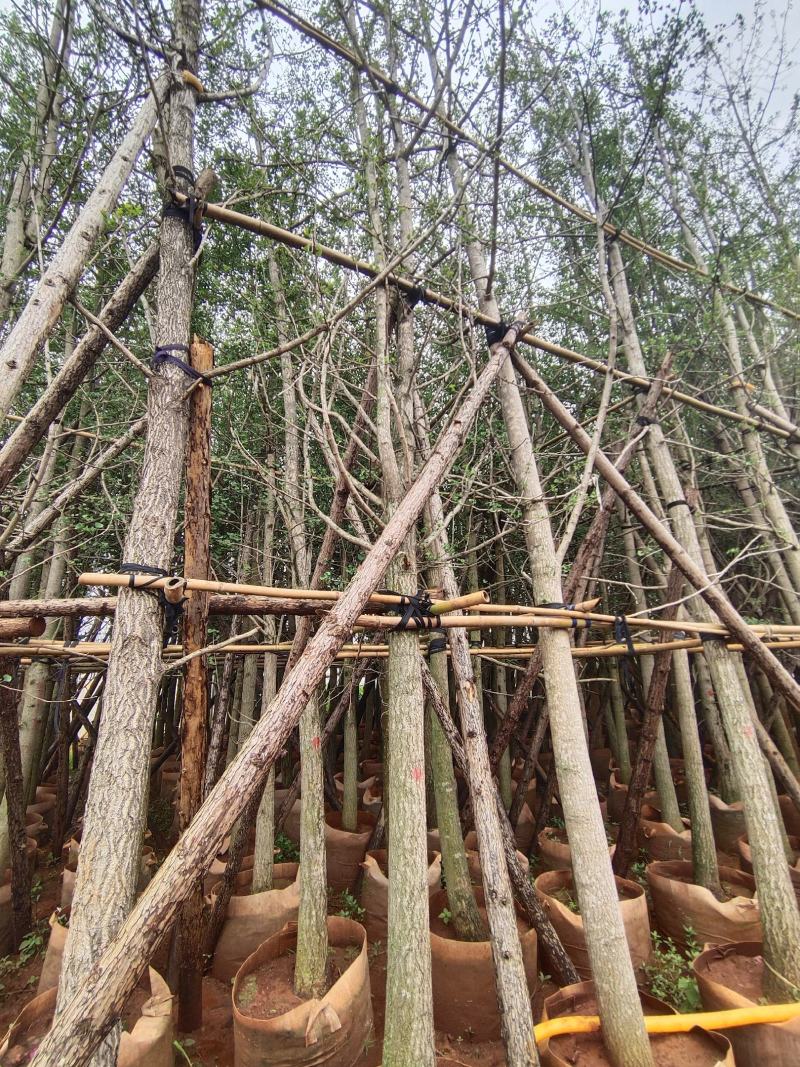 银杏树8-35分容器袋苗熟规格齐全需要的联系