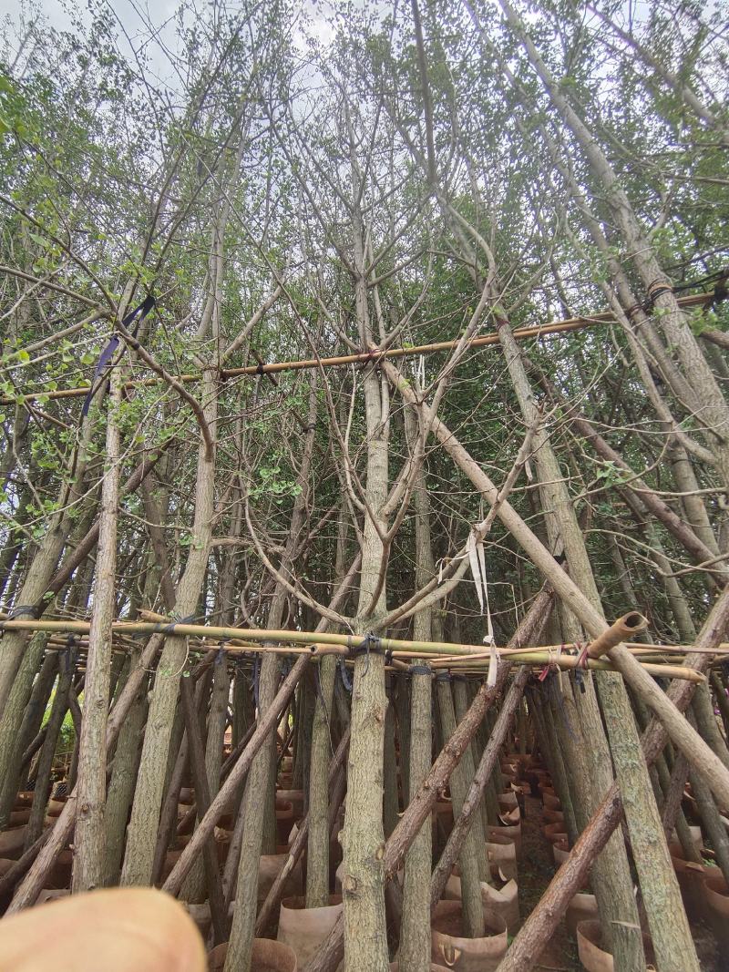 银杏树8-35分容器袋苗熟规格齐全需要的联系