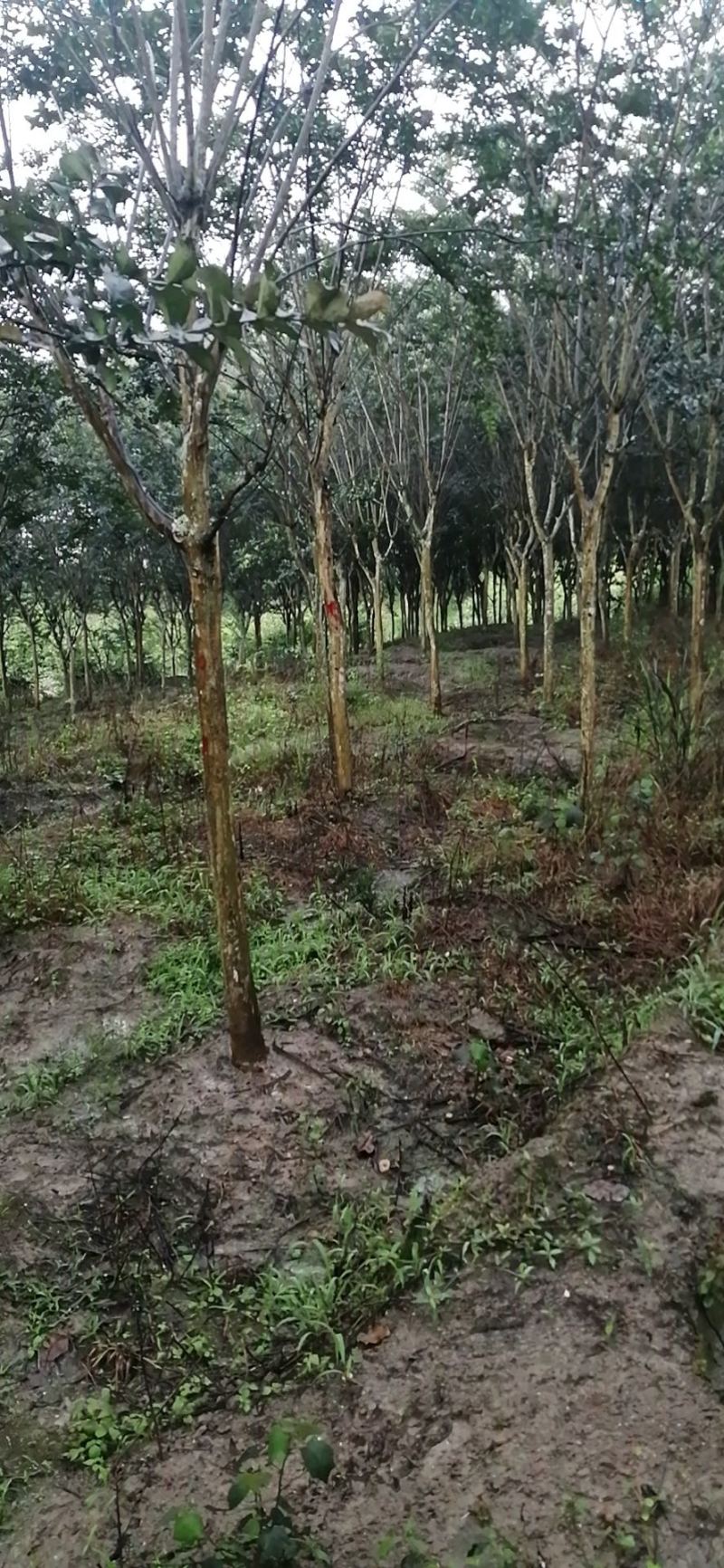 原生地苗紫薇树土地租期到期全部低价处理7-8公分数量多