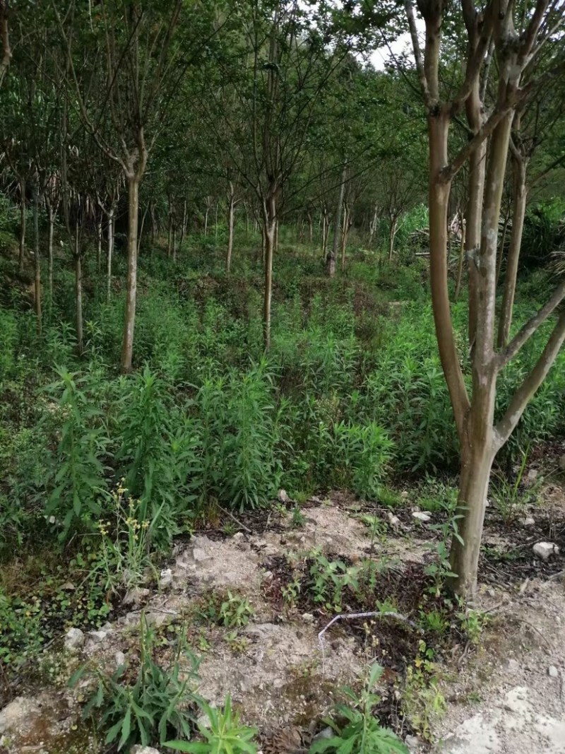 原生地苗紫薇树土地租期到期全部低价处理7-8公分数量多