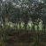 原生地苗紫薇树土地租期到期全部低价处理7-8公分数量多