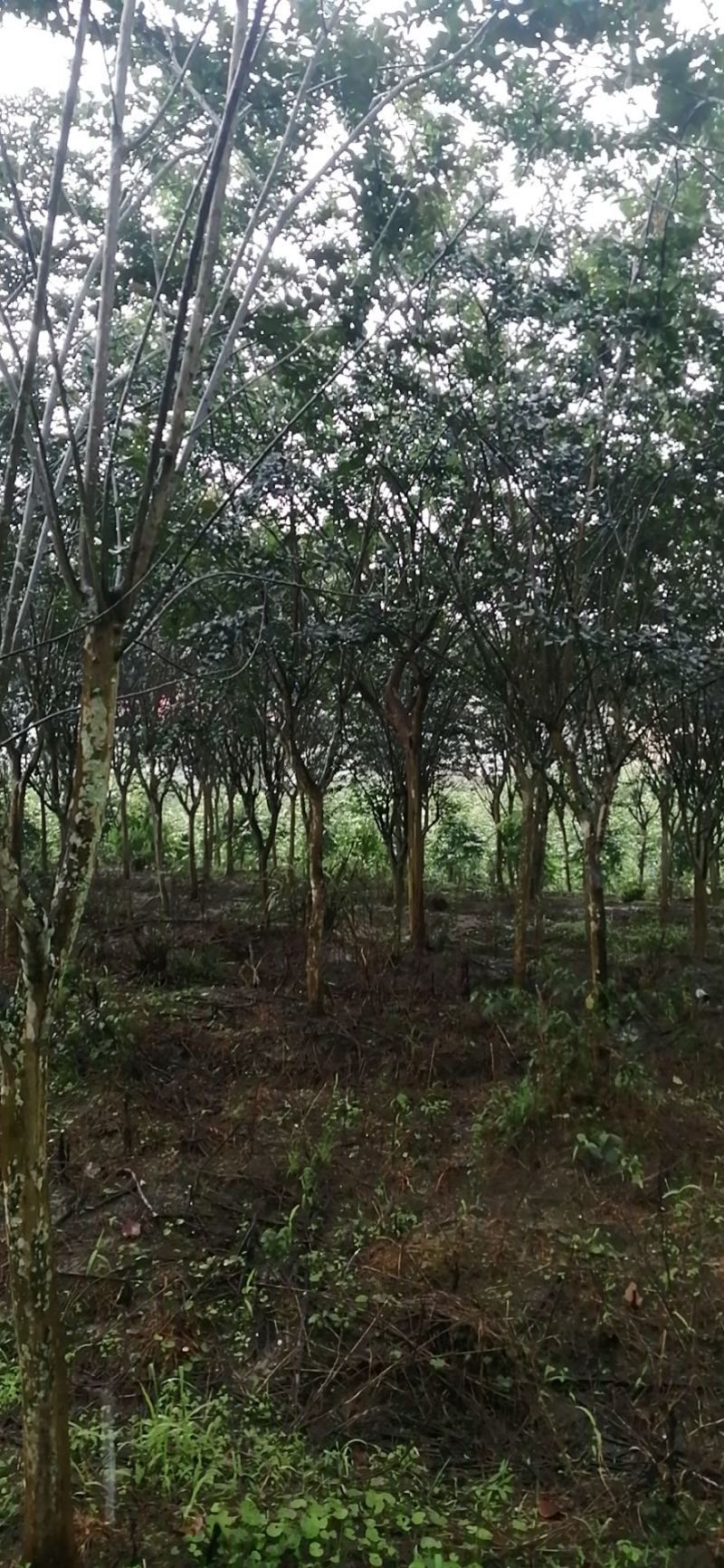 原生地苗紫薇树土地租期到期全部低价处理7-8公分数量多