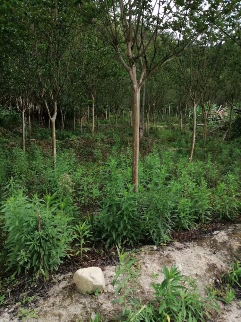 原生地苗紫薇树土地租期到期全部低价处理7-8公分数量多