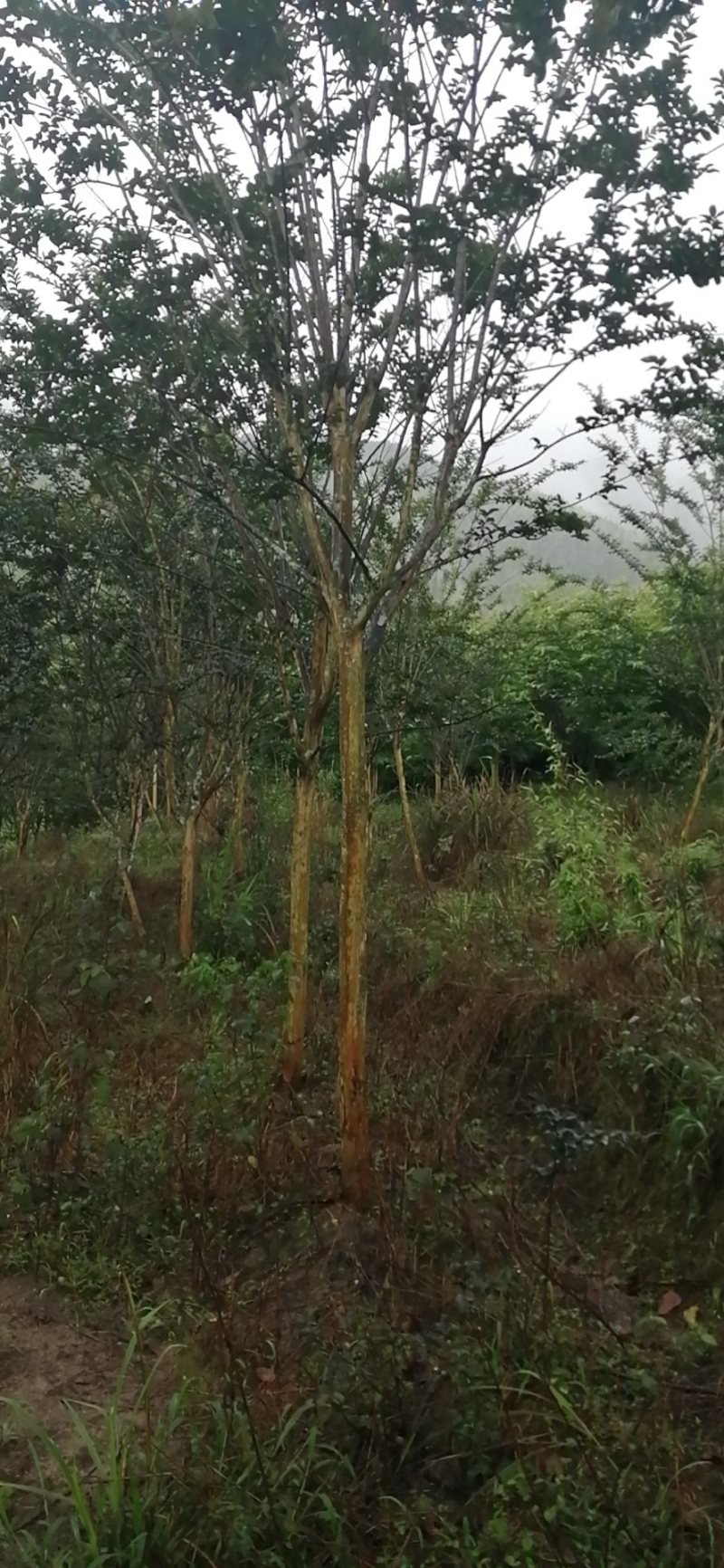 原生地苗紫薇树土地租期到期全部低价处理7-8公分数量多