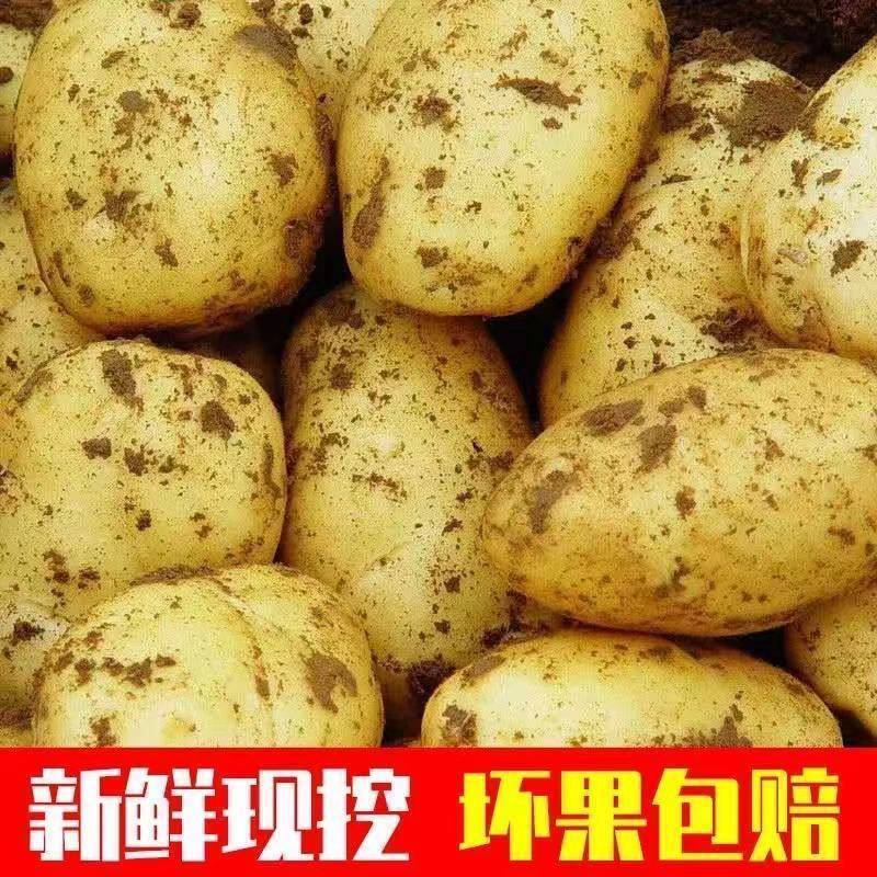 土豆现挖新鲜黄心土豆大个超大号当季蔬菜马铃薯沙面洋芋土豆