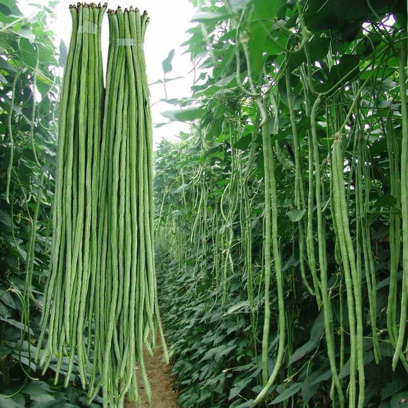 陕西汉中长豆角豇豆嫩豆角菜缸豆产地农家现摘现发新鲜蔬菜