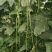 陕西汉中长豆角豇豆嫩豆角菜缸豆产地农家现摘现发新鲜蔬菜