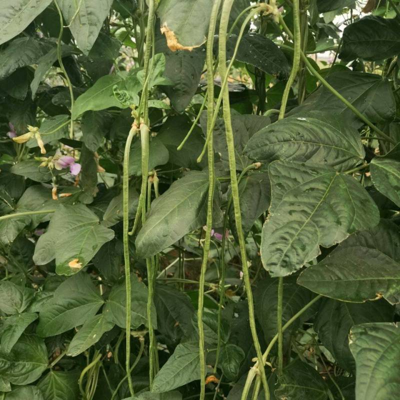 陕西汉中长豆角豇豆嫩豆角菜缸豆产地农家现摘现发新鲜蔬菜