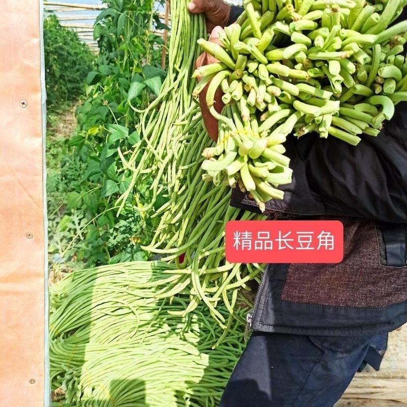 陕西汉中长豆角豇豆嫩豆角菜缸豆产地农家现摘现发新鲜蔬菜