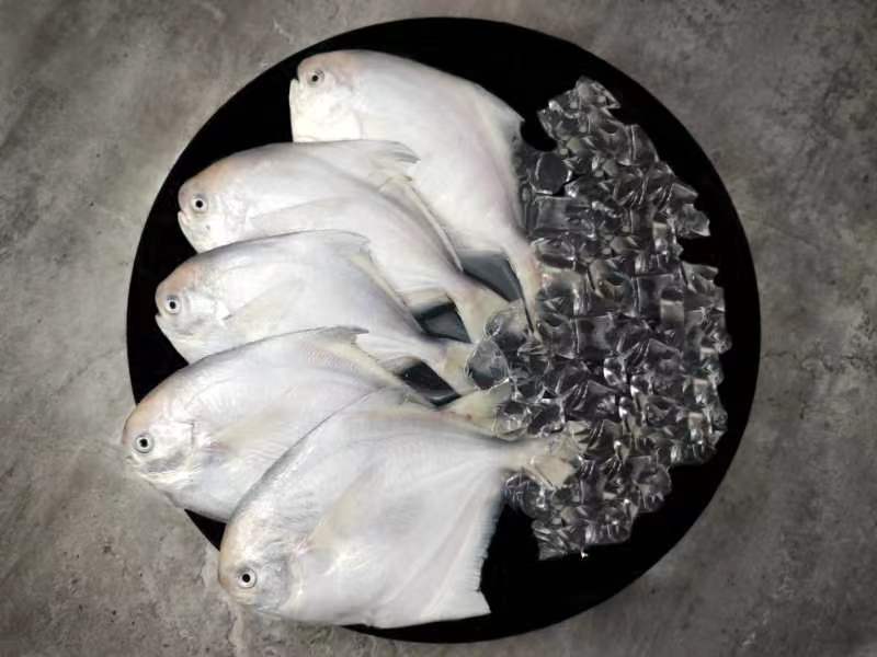 浙江东海白鲳鱼银鲳一手货源实力厂家对接大型批发商