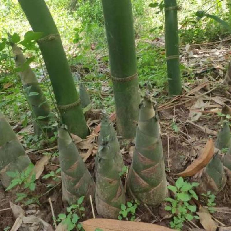 季节快到了欢迎大家订购