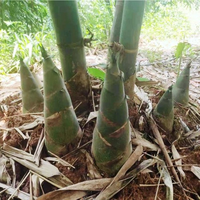 季节快到了欢迎大家订购