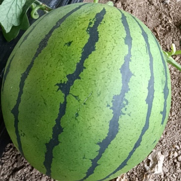 双星系列