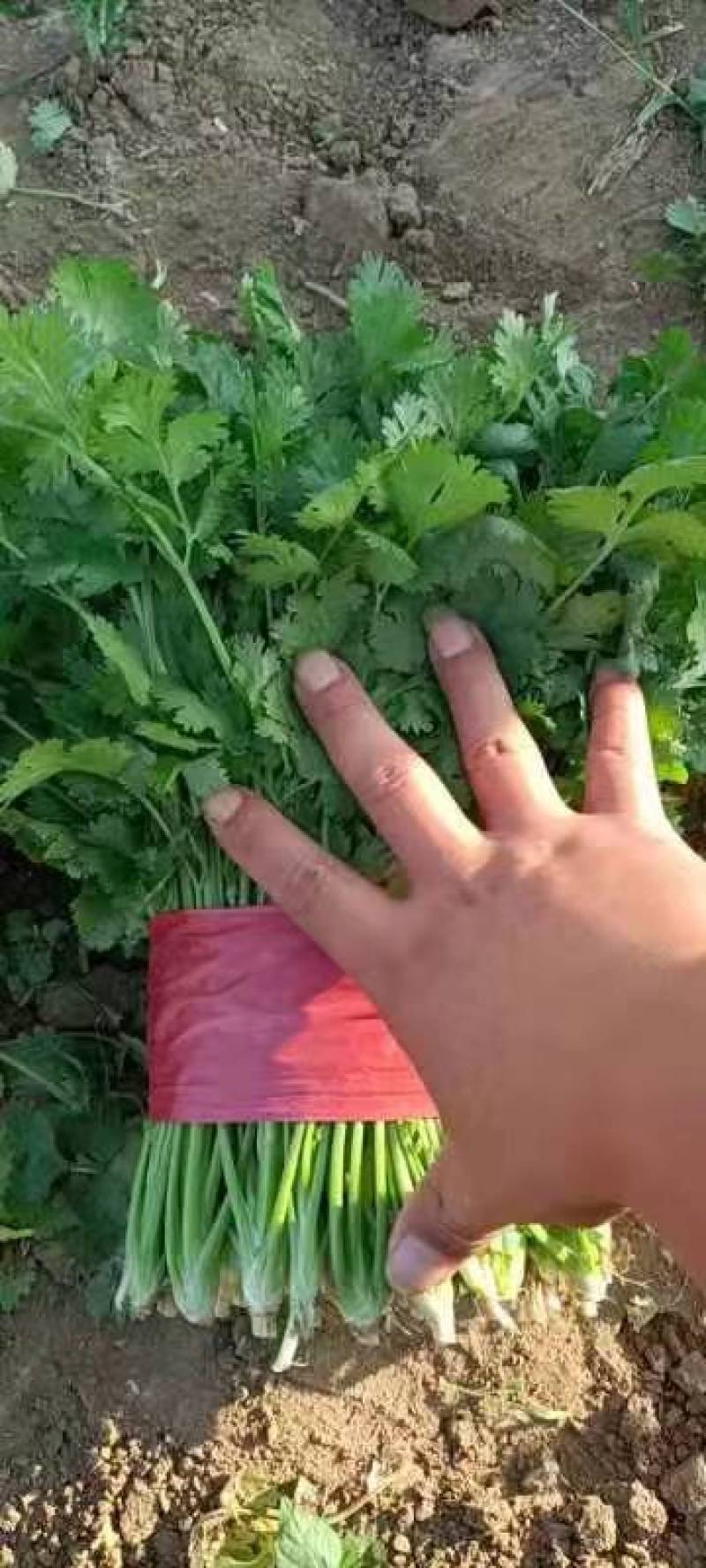 精品一手货源香菜大量有货价格不欢迎各地老板选购