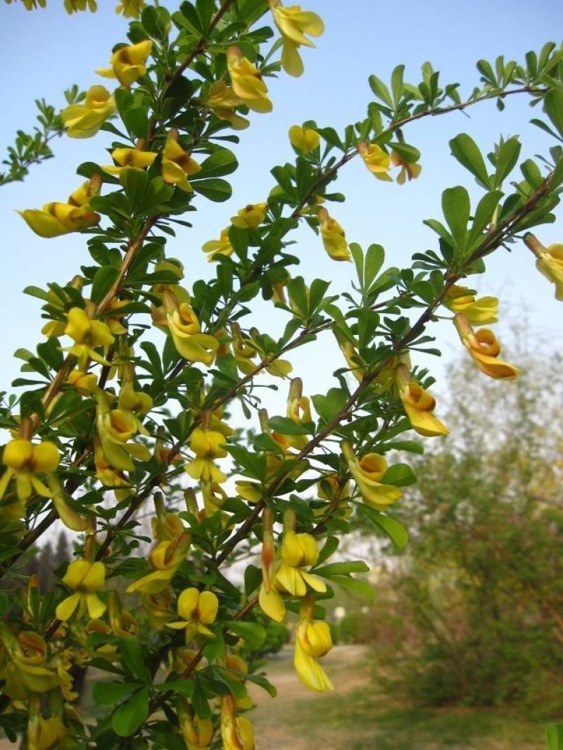 金雀花苗