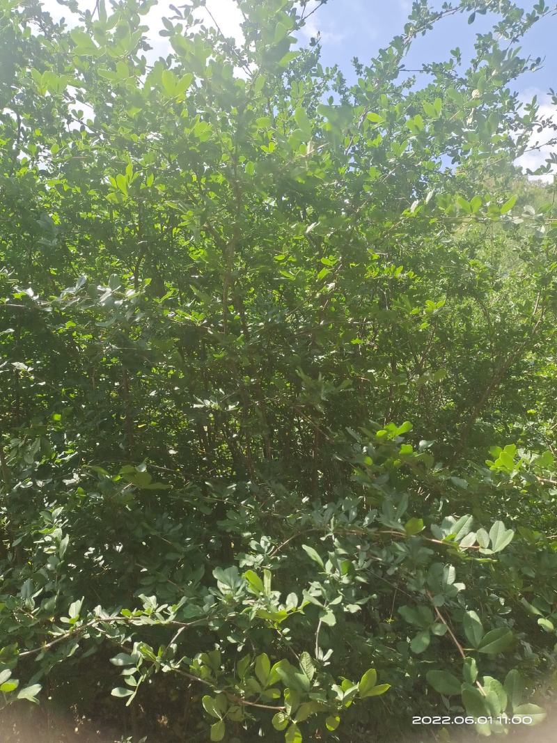 金雀花苗