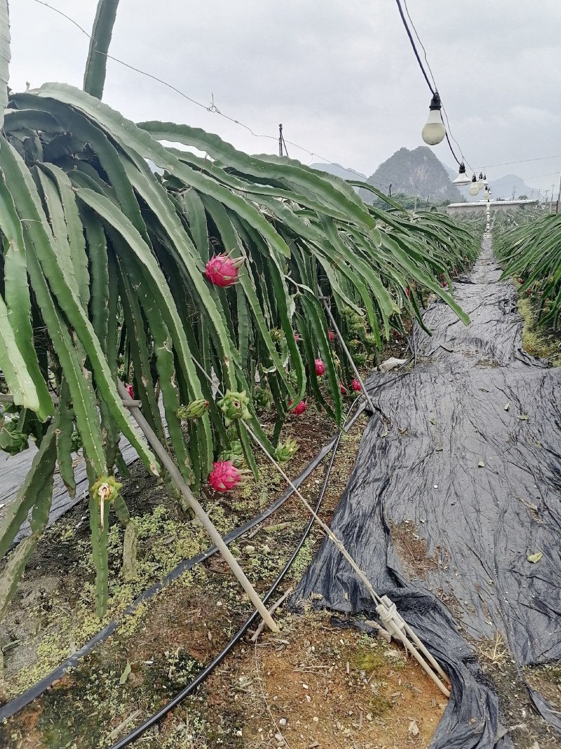 广西崇左龙州县火龙果（金都一号）大量上市中