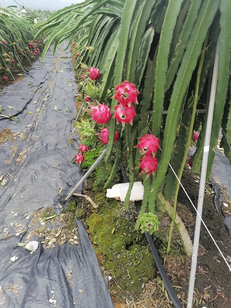 广西崇左龙州县火龙果（金都一号）大量上市中