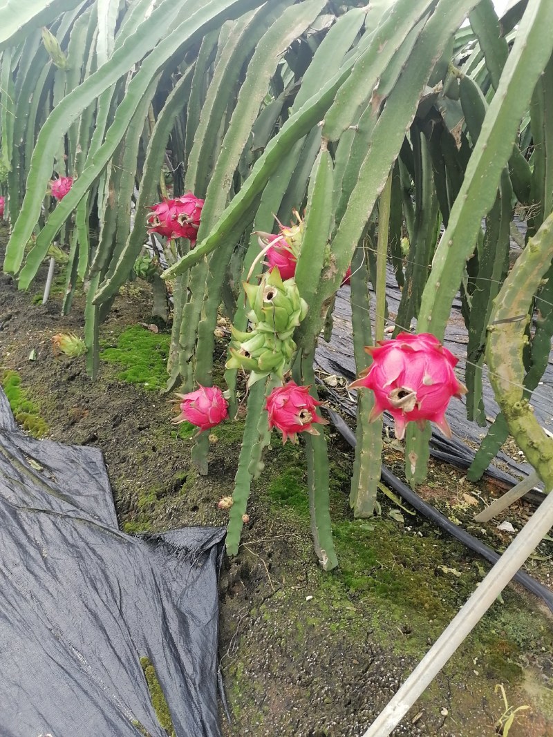 广西崇左龙州县火龙果（金都一号）大量上市中