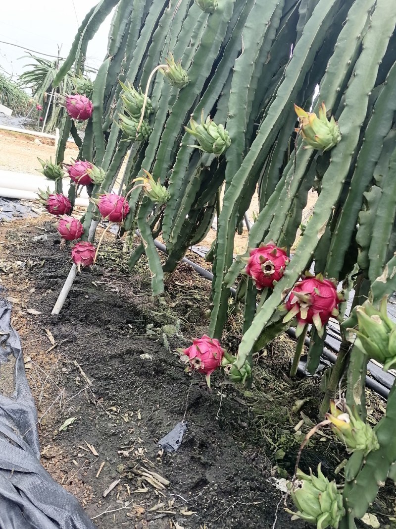 广西崇左龙州县火龙果（金都一号）大量上市中