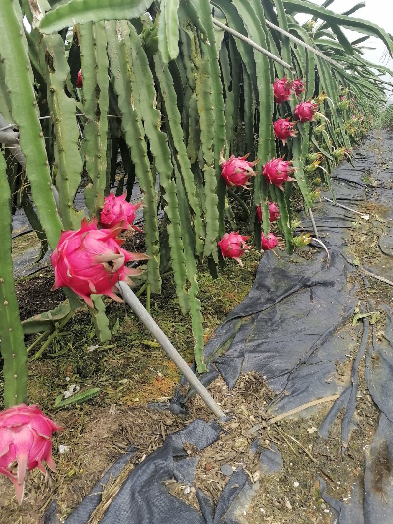 广西崇左龙州县火龙果（金都一号）大量上市中