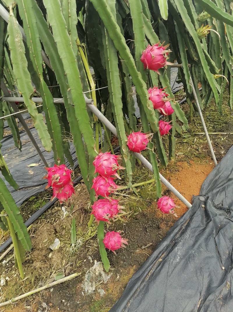 广西崇左龙州县火龙果（金都一号）大量上市中