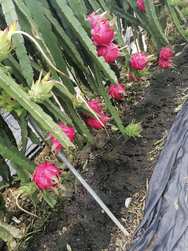 广西崇左龙州县火龙果（金都一号）大量上市中