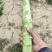 莴笋杆子毛菜，云南出货