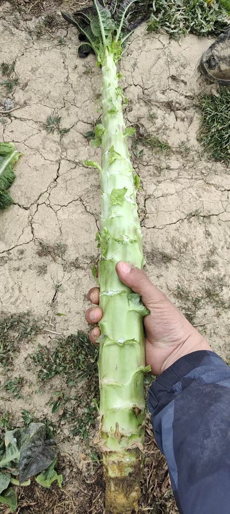 莴笋杆子毛菜，云南出货