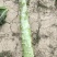 莴笋杆子毛菜，云南出货