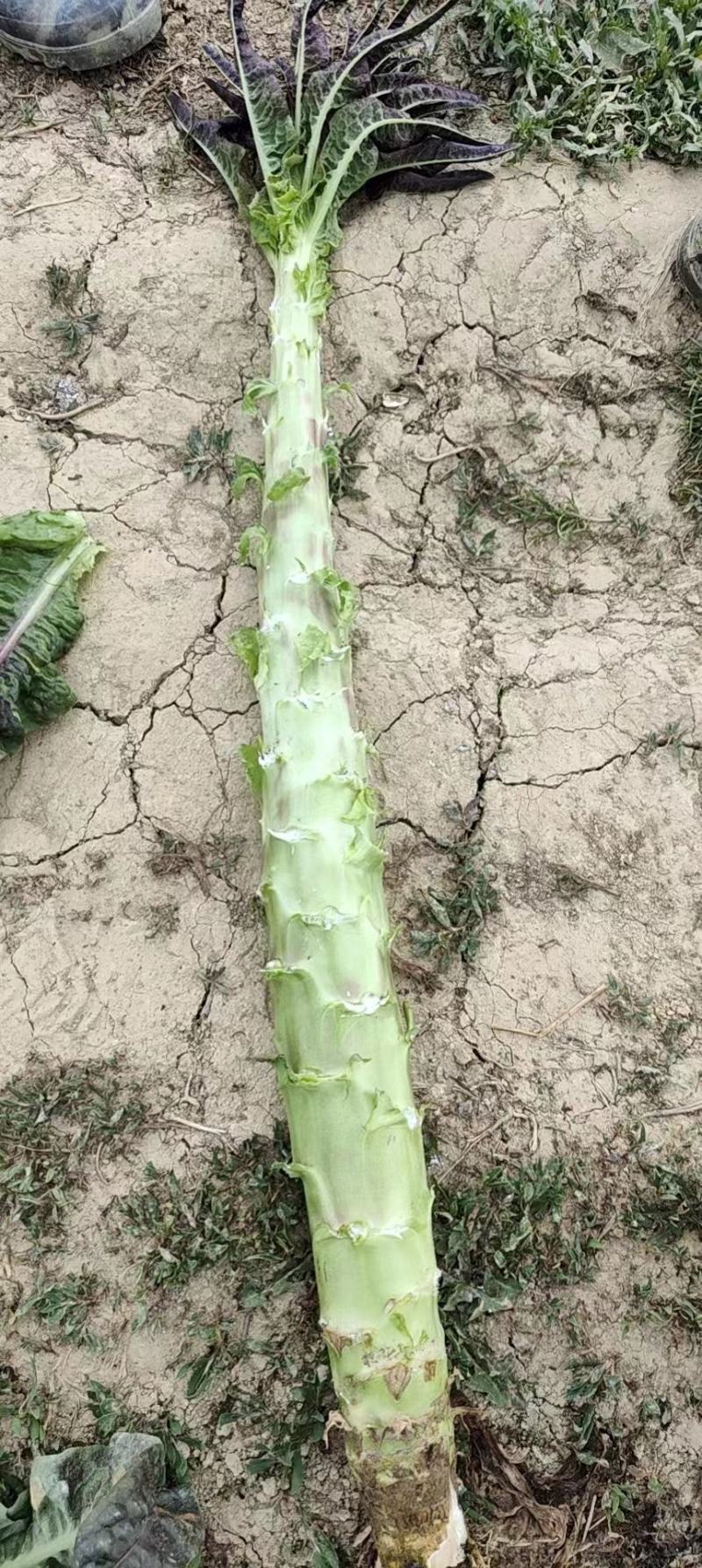 莴笋杆子毛菜，云南出货