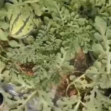 做生意，不拼价格，因为拼着拼着，质量就没了。做生意，只走
