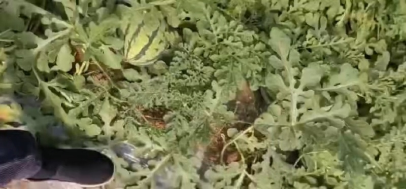 做生意，不拼价格，因为拼着拼着，质量就没了。做生意，只走